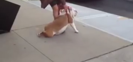 Lazy Bulldog Funny Vine Video