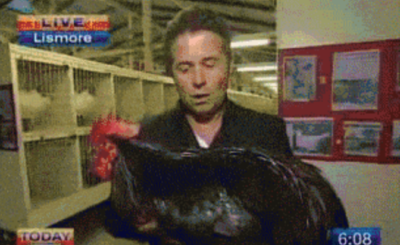 Reporter holding rooster freaks out gif