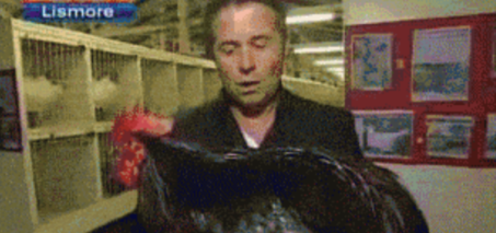 Reporter Holding Chicken Freaks Out GIF