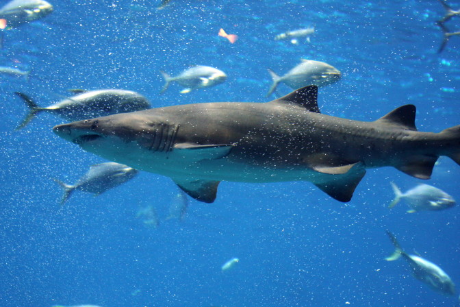 Shark Week 2014