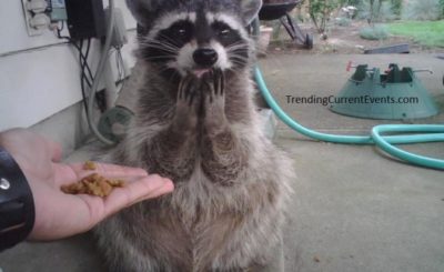 Funny Raccoon Omg for me?