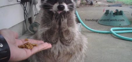 Funny Raccoon Picture OMG for Me? Meme