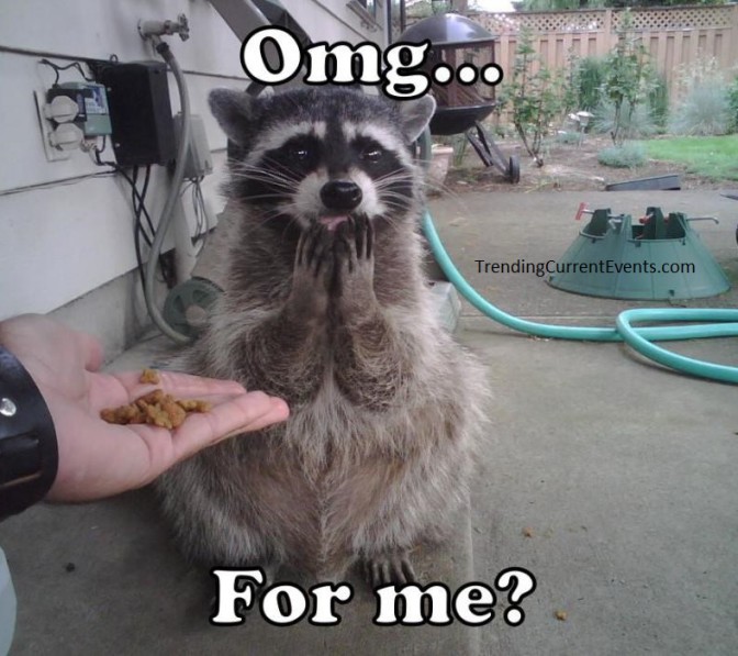 Funny Raccoon Picture Omg for me?