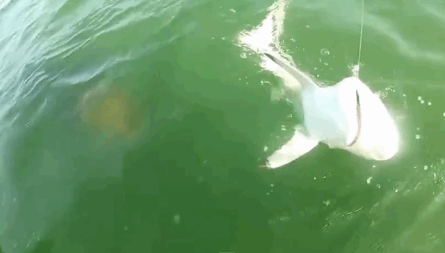 goliath grouper attacks shark