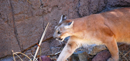 6 year old Boy Attacked by a Mountain Lion in Cupertino CA