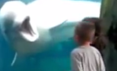 Beluga Whales Scare Kids - Whales Teasing Kids at Aquarium