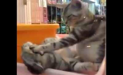 Cat Massage Video - Nice Cat Petting Another Cat's Face