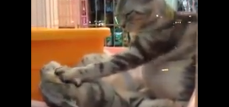 Cat Massage Video - Nice Cat Petting Another Cat's Face