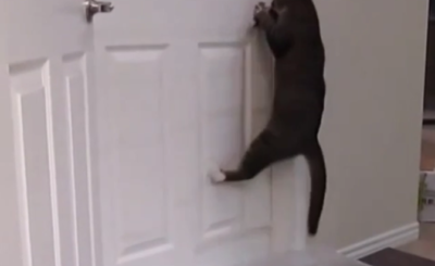 Cat Opens Door Handle Above Bucket of Water VIDEO