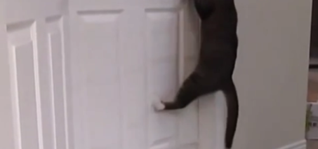 Cat Opens Door Handle Above Bucket of Water VIDEO