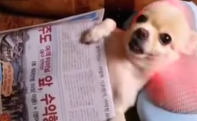 Chihuahua Getting a Head Massage Video