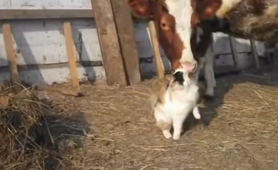 Cow Loves Cat Video - Cat Rubbing against a Cow