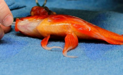 Goldfish Gets Brain Surgery for a Tumor - Saving Nemo