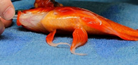 Goldfish Gets Head Surgery for a Tumor - Saving Nemo