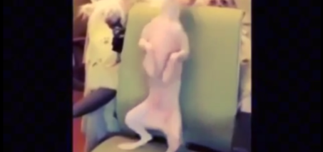 Hairless Chinese Crested Dog Nathan Dancing Video
