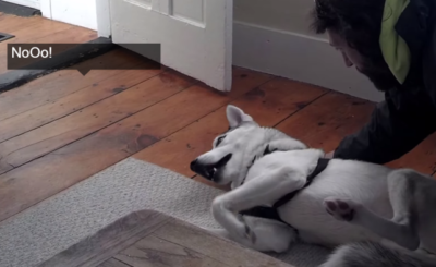 Husky Actually Says No to the Kennel - Funny Dog Saying No