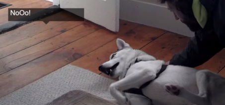 Husky Actually Says No to the Kennel - Funny Dog Saying No to the Kennel