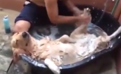 Lazy Dog Getting a Bath Video - Dog Relaxes in the Tub