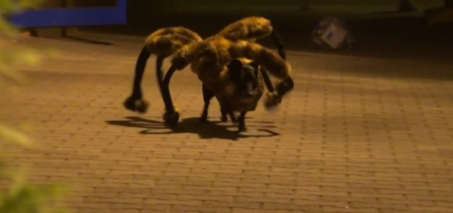 Mutant Giant Spider Dog Video -  Dog scaring people spider suit