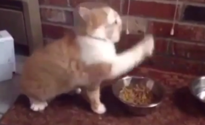 BOBBY SHMURDA’S CAT WHEN HE GETS FOOD VINE VIDEO