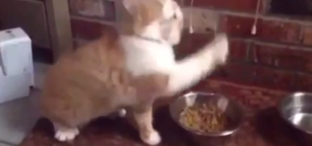 Bobby Shmurda's cat when he gets food Vine Video