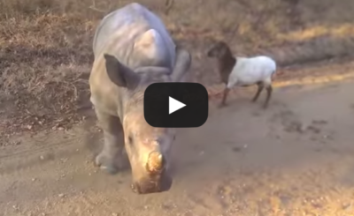 Baby rhino and a goat dancing around together VIDEO