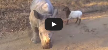 Baby rhino and a goat dancing around together VIDEO