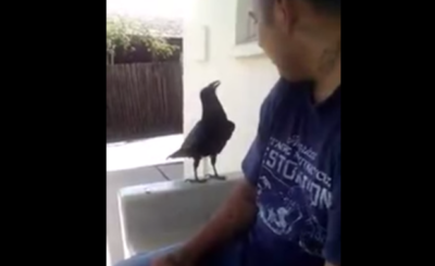 Bird says fck you (original) - Crow says fuck You! VIDEO