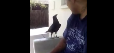 Bird says fck you (original) - Crow says "F*ck You!" VIDEO