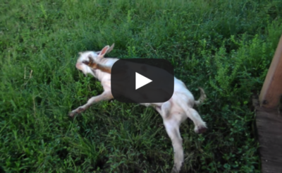 FAINTING GOAT? HE GONE! VIDEO