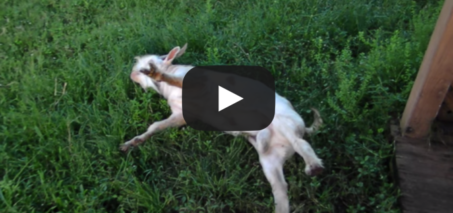 FAINTING GOAT? HE GONE! VIDEO