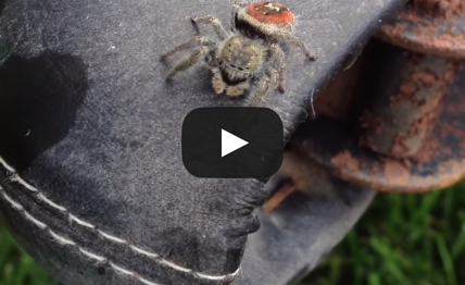 Just another day in British Columbia.. Spider Jumps at Kid