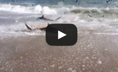 Rare Shark Feeding Frenzy in North Carolina VIDEO