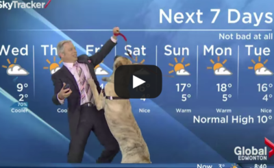 Weatherman vs Dog News Blooper VIDEO