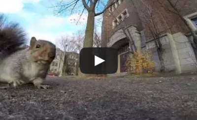 A squirrel nabbed my GoPro and carried it up a tree (and then dropped it)