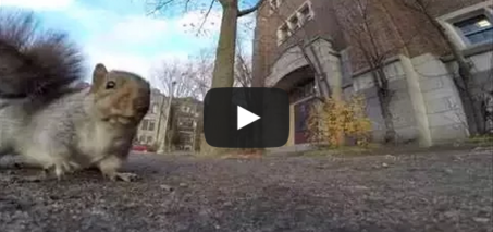 A squirrel nabbed my GoPro and carried it up a tree (and then dropped it)