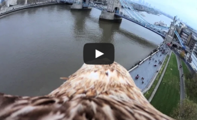 An Eagle's View of Tower Bridge (Bascule Bridge) in London