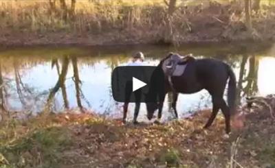 Apprehensive Horse Adorably Splashes In River