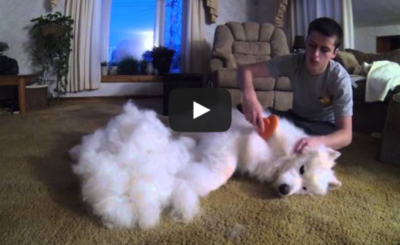 Brushing my Samoyed Sam