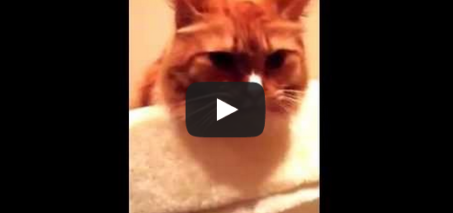 Cat "Licks" to the Sound of Packing Tape