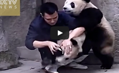 Clingy pandas don’t want to take their medicine