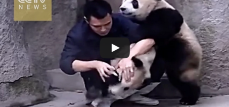 Clingy pandas don’t want to take their medicine