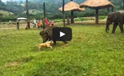 Cute Baby Elephant Gets Frustrated After Chasing A Dog