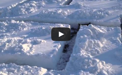 Dog in a Snow Maze