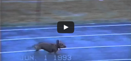 Dog wins a race using fear and intimidation
