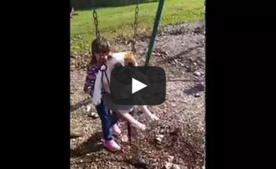 FUNNY ENGLISH BULLDOG IN A KIDS SWING!!!!!!!