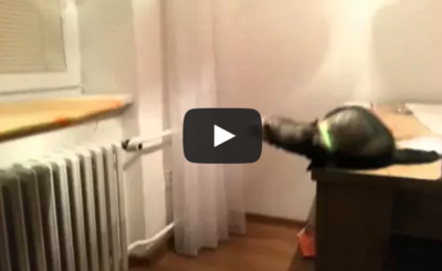 Ferret jump fail - It's definitely not a cat..