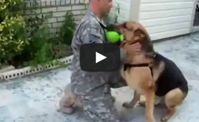 German Shepherd Fetches Ball, Returns to Find His Soldier Home from Deployment