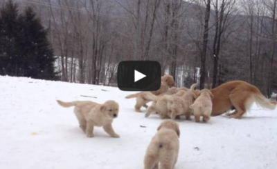 Golden Retriever Mother Playing With Her Pups