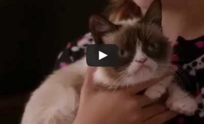 Grumpy Cat’s Worst Christmas Ever - Lifetime